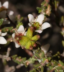 Diosma passerinoides