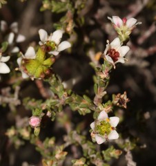 Diosma passerinoides