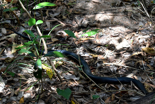 Red-bellied Black Snake sighting