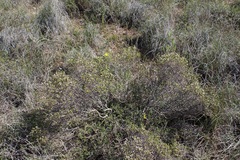 Diosma passerinoides