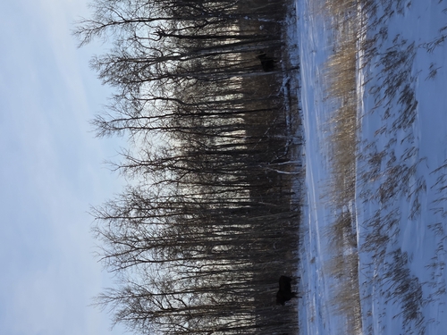 Moose