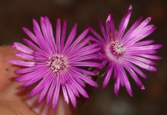 Drosanthemum quadratum
