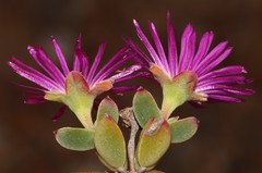 Drosanthemum quadratum