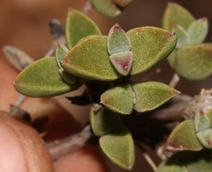 Drosanthemum quadratum