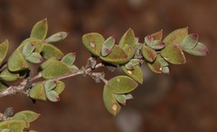 Drosanthemum quadratum