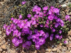 Drosanthemum quadratum