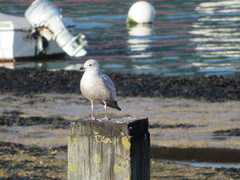 Larus argentatus