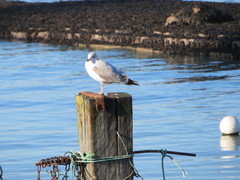 Larus argentatus