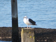 Larus marinus
