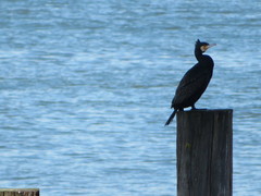 Phalacrocorax carbo