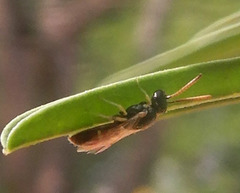 Ceylalictus perditellus