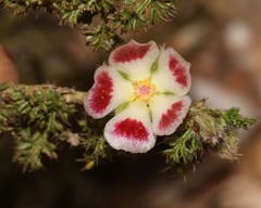 Anisodontea dissecta