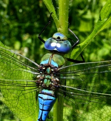 Anax imperator