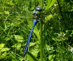 Anax imperator