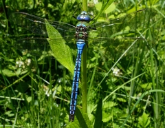 Anax imperator