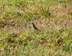 Anthus rubescens japonicus