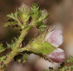 Anisodontea dissecta