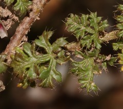 Anisodontea dissecta