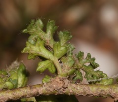 Anisodontea dissecta