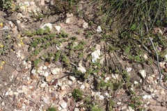 Anisodontea dissecta