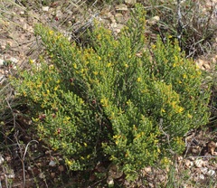 Aspalathus pinguis pinguis