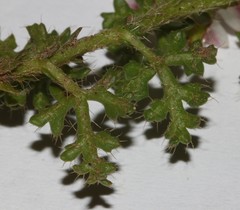 Anisodontea dissecta