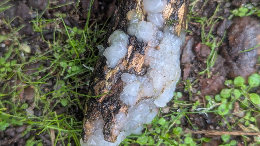 Myxarium nucleatum · December 2025 · photo: © hosquillar (iNaturalist, cc-by)