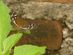 Anthanassa argentea