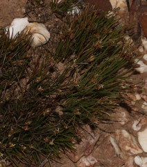 Ficinia overbergensis