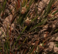 Ficinia overbergensis