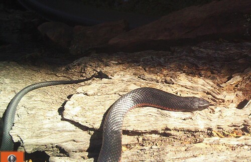 Red-bellied Black Snake sighting