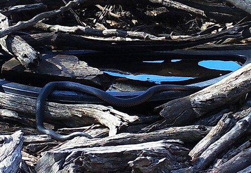 Red-bellied Black Snake sighting