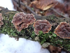 Cylindrobasidium evolvens