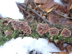 Cylindrobasidium evolvens