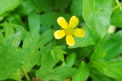 Ranunculus hispidus nitidus