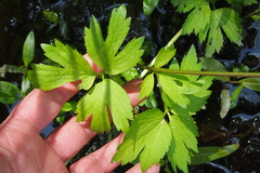 Ranunculus hispidus nitidus