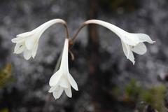 Cyrtanthus leucanthus