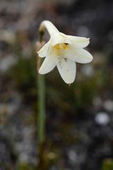Cyrtanthus leucanthus