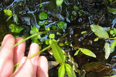 Ranunculus hispidus nitidus