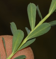 Euphorbia genistoides