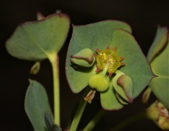 Euphorbia genistoides