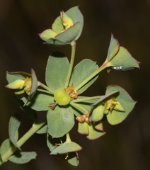 Euphorbia genistoides