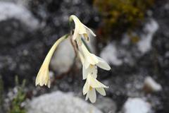 Cyrtanthus leucanthus