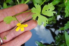 Ranunculus hispidus nitidus