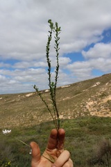 Euphorbia genistoides
