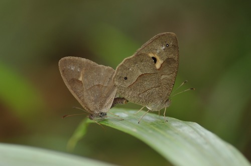 Heteropsis andasibe