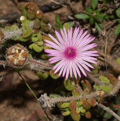 Drosanthemum striatum
