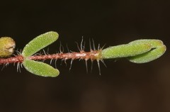 Drosanthemum striatum