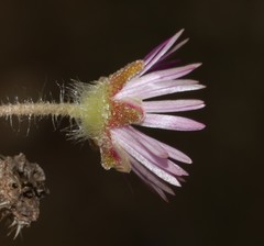Drosanthemum striatum