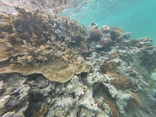 Sargocentron microstoma observed 2025-10-19